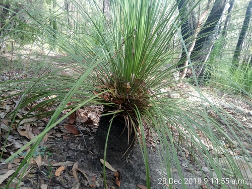 Xanthorrhoea arborea