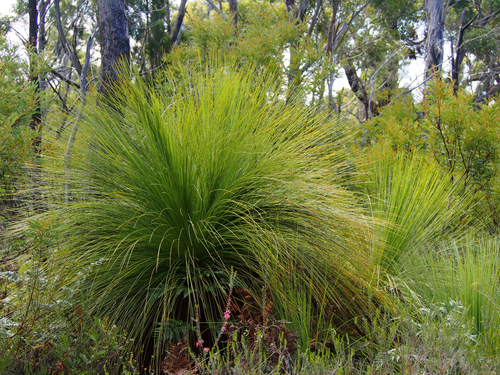Xanthorrhoea australis (Grass tree) — photo