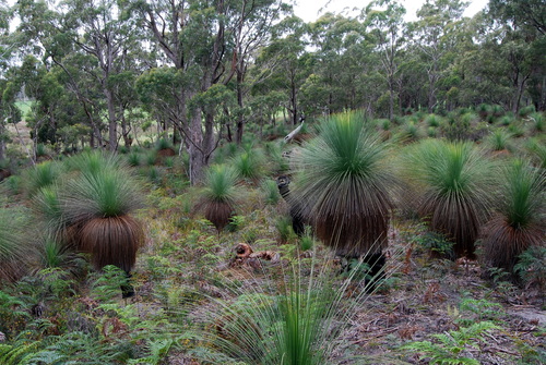 Xanthorrhoea australis (Grass tree) — photo