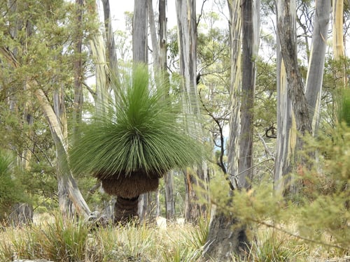 Xanthorrhoea australis