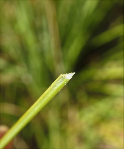 Xanthorrhoea fulva (Swamp grass tree) — photo