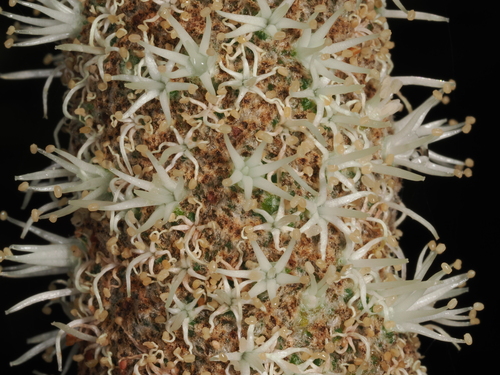 Xanthorrhoea fulva (Swamp grass tree) — photo