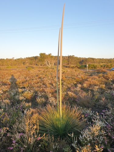 Xanthorrhoea fulva