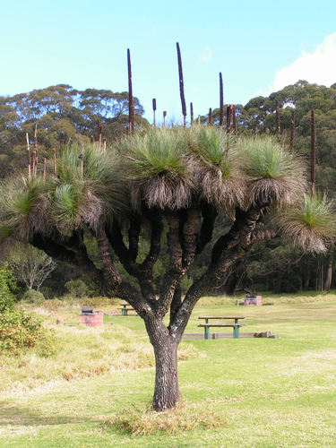 Xanthorrhoea glauca (Grass tree) — photo