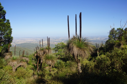Xanthorrhoea glauca (Grass tree) — photo