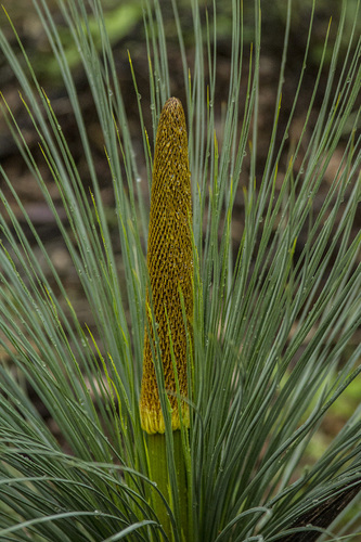 Xanthorrhoea glauca