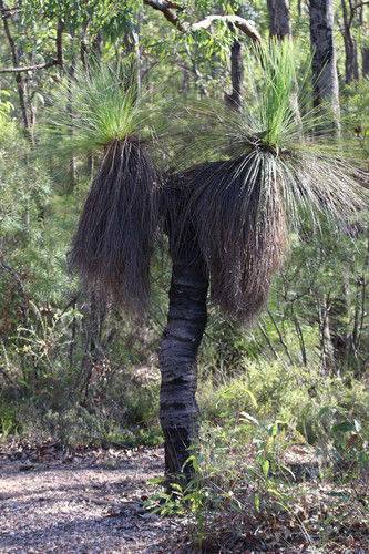 Xanthorrhoea johnsonii (Northern forest grass tree) — photo