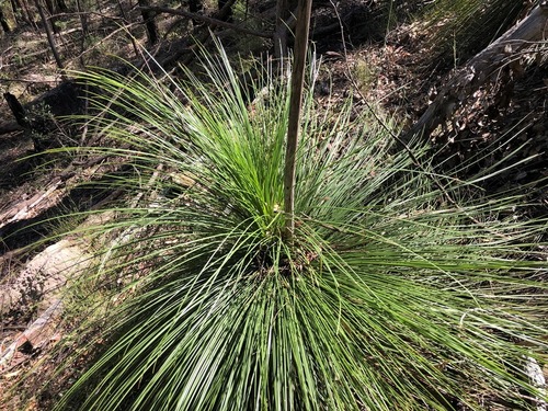 Xanthorrhoea johnsonii (Northern forest grass tree) — photo