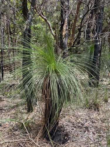 Xanthorrhoea johnsonii