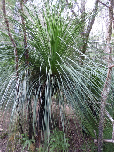 Xanthorrhoea latifolia (Forest grasstree) — photo