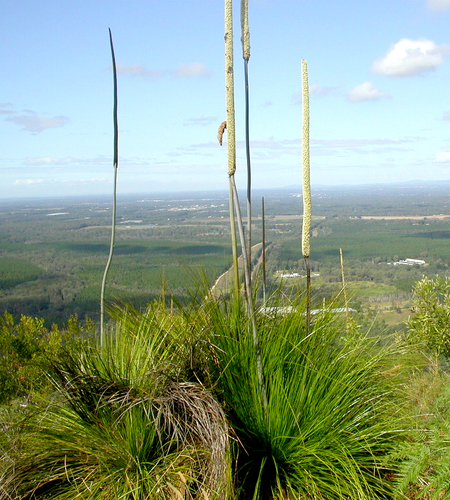 Xanthorrhoea latifolia (Forest grasstree) — photo