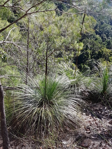 Xanthorrhoea latifolia