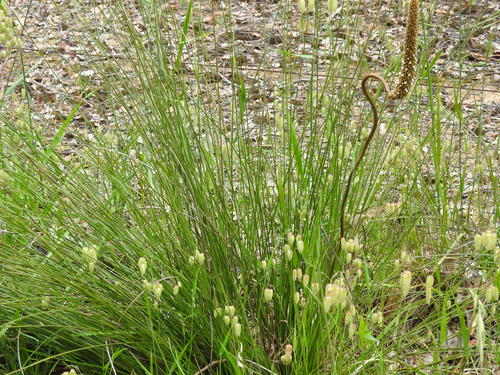 Xanthorrhoea minor (Small grass tree.) — photo