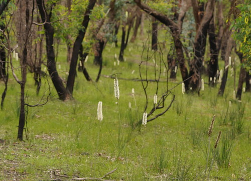 Xanthorrhoea minor (Small grass tree.) — photo