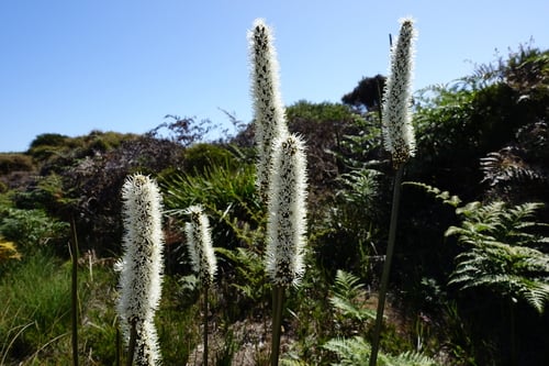 Xanthorrhoea minor
