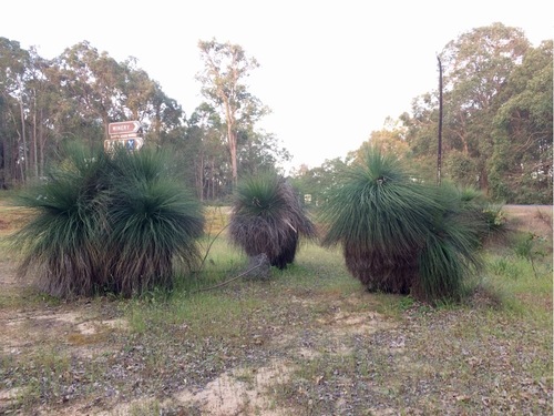 Xanthorrhoea preissii (Grass tree) — photo