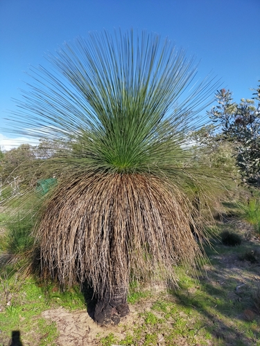 Xanthorrhoea preissii