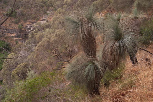 Xanthorrhoea quadrangulata (Mount Lofty grass-tree) — photo