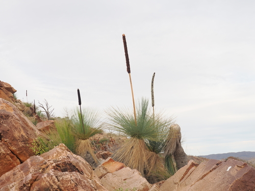 Xanthorrhoea quadrangulata (Mount Lofty grass-tree) — photo
