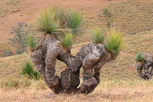 Xanthorrhoea quadrangulata