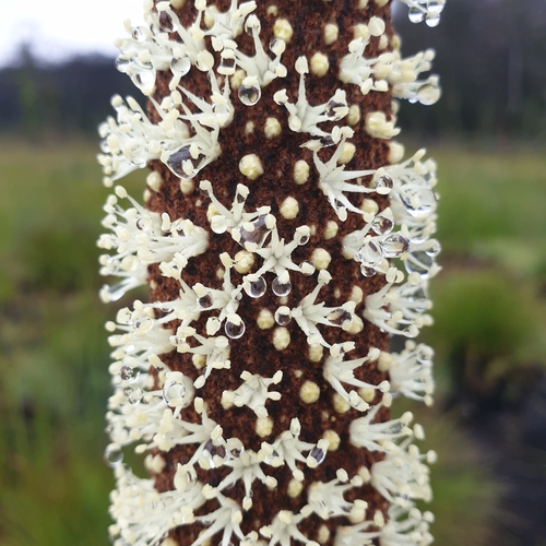 Xanthorrhoea resinosa (Grass tree) — photo