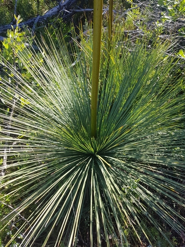 Xanthorrhoea resinosa (Grass tree) — photo