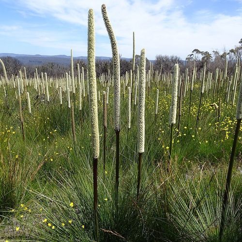 Xanthorrhoea resinosa