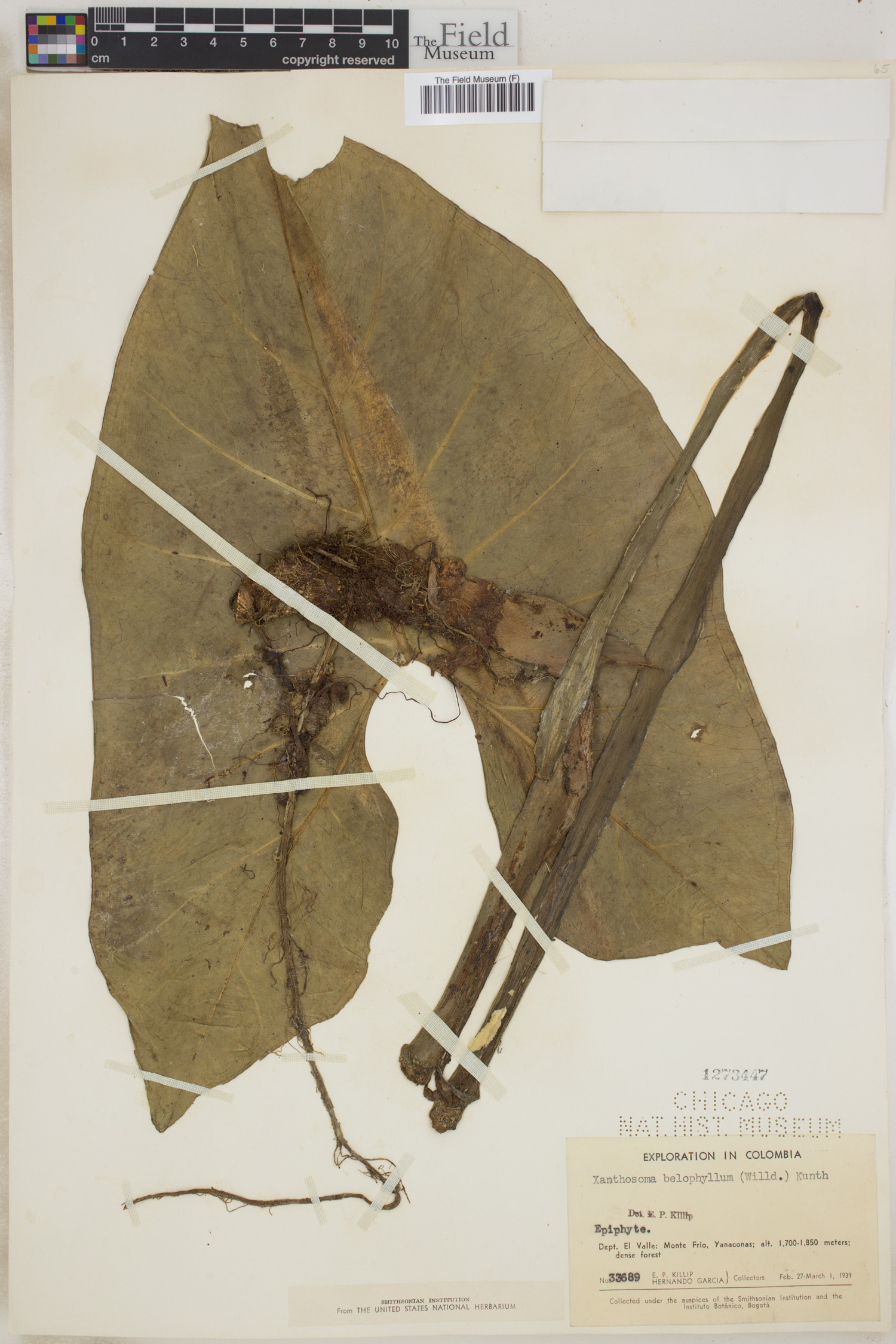 Xanthosoma belophyllum