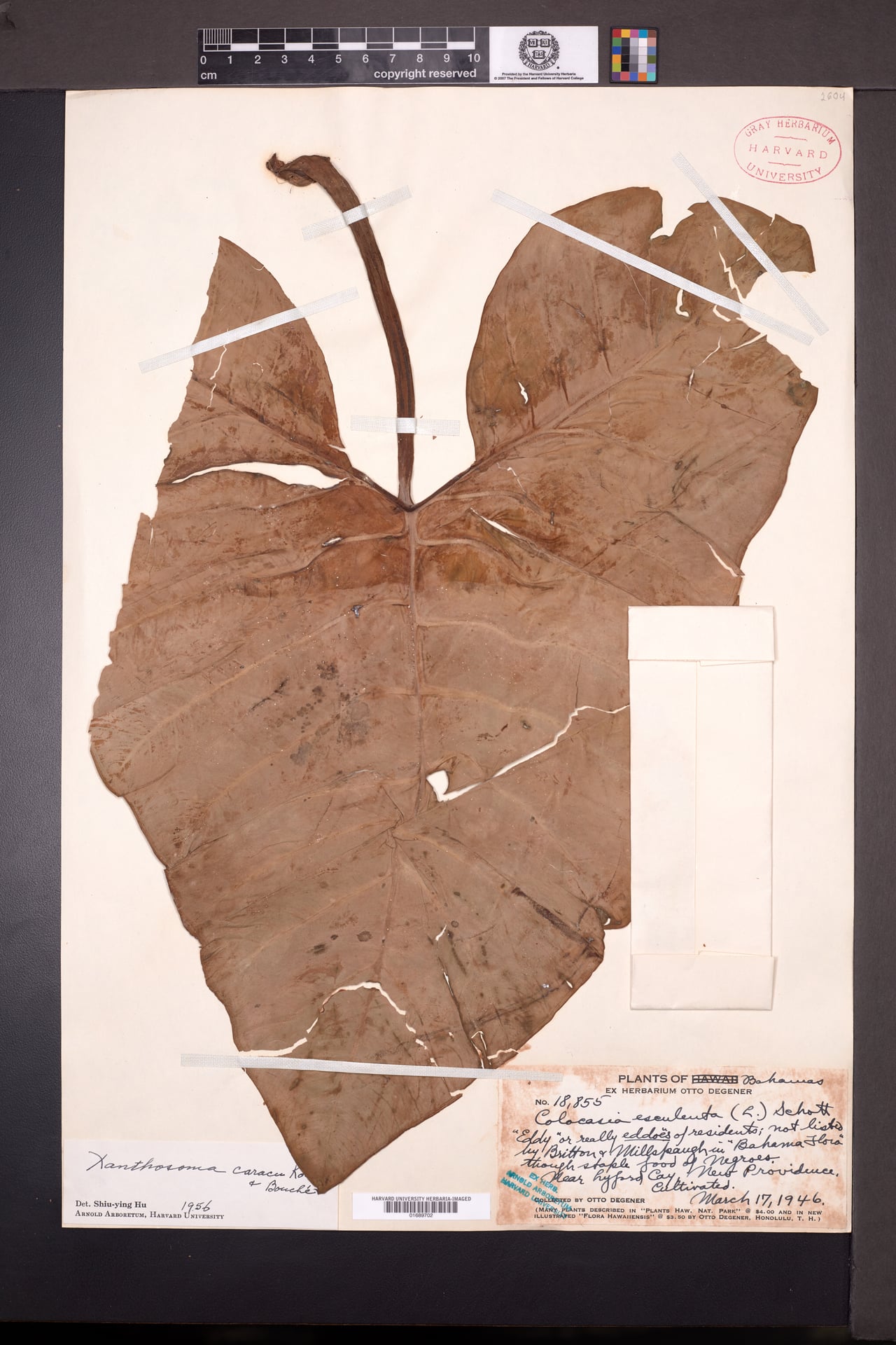 Xanthosoma caracu