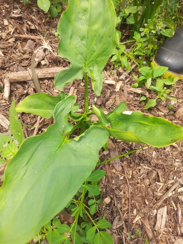 Xanthosoma riedelianum (Mangarito) — photo