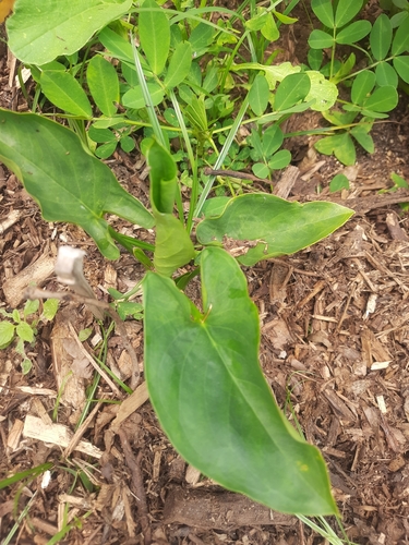 Xanthosoma riedelianum