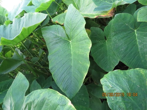 Xanthosoma robustum (Ape) — photo