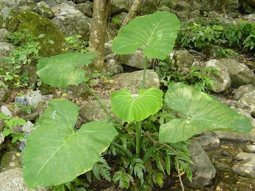 Xanthosoma robustum (Ape) — photo