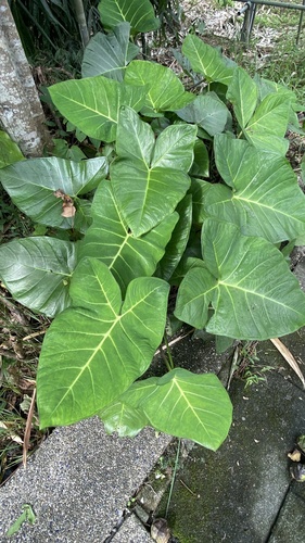 Xanthosoma sagittifolium (Chinese taro) — photo