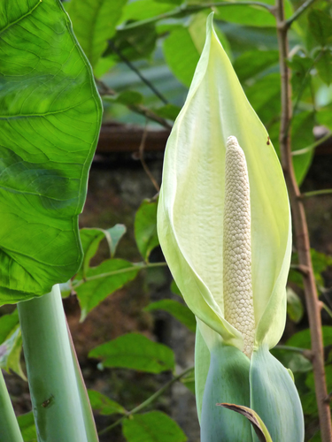 Xanthosoma sagittifolium (Chinese taro) — photo