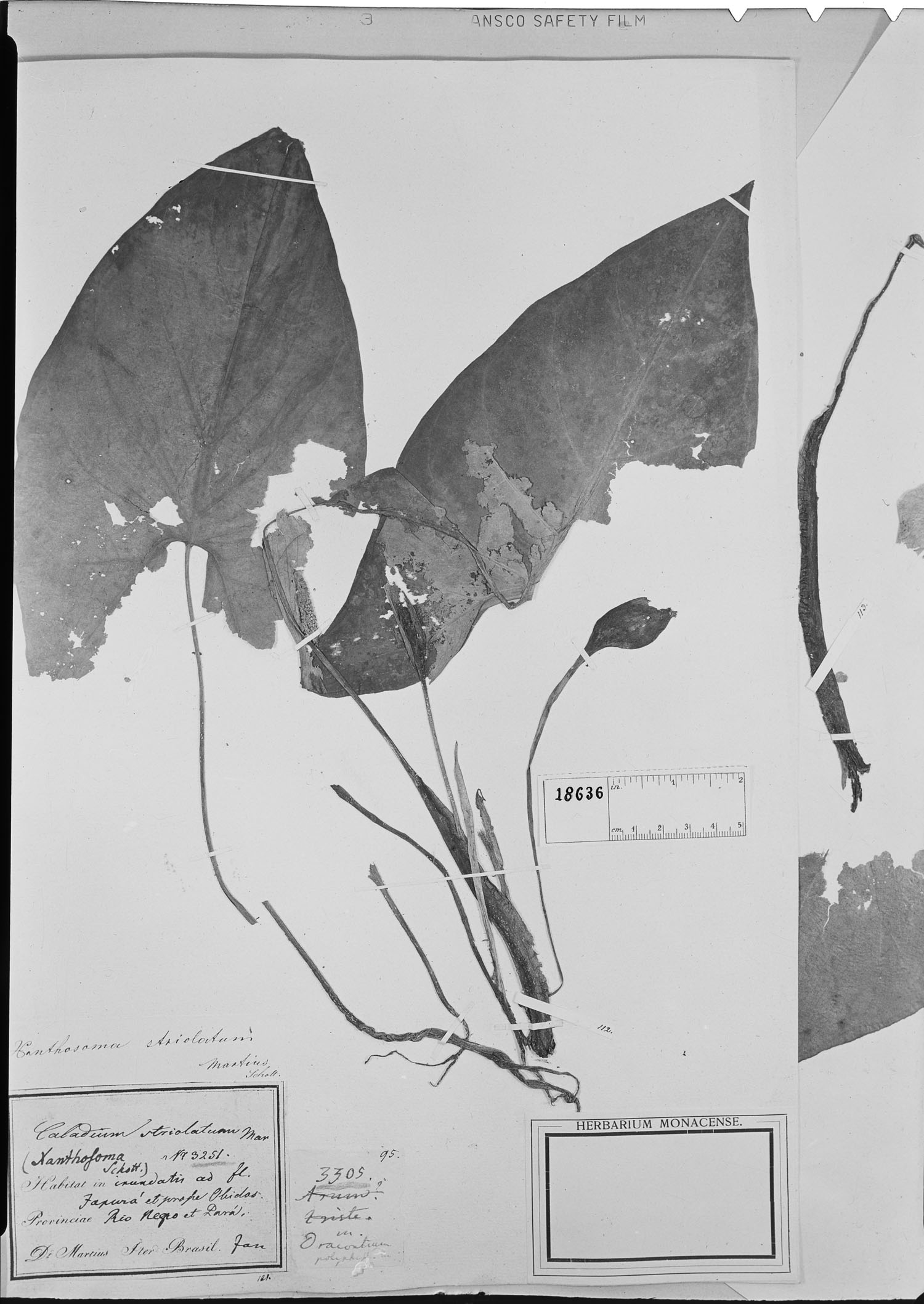 Xanthosoma striolatum — photo