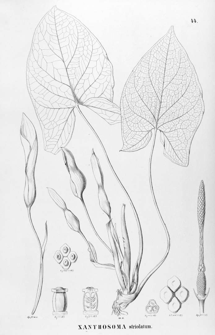Xanthosoma striolatum
