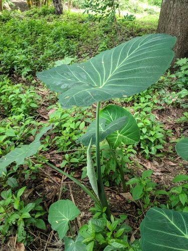 Xanthosoma taioba