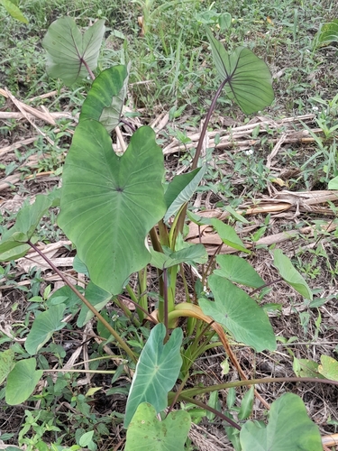 Xanthosoma yucatanense