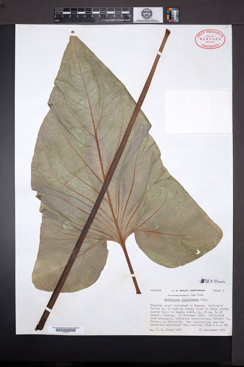 Xanthosoma yucatanense — photo