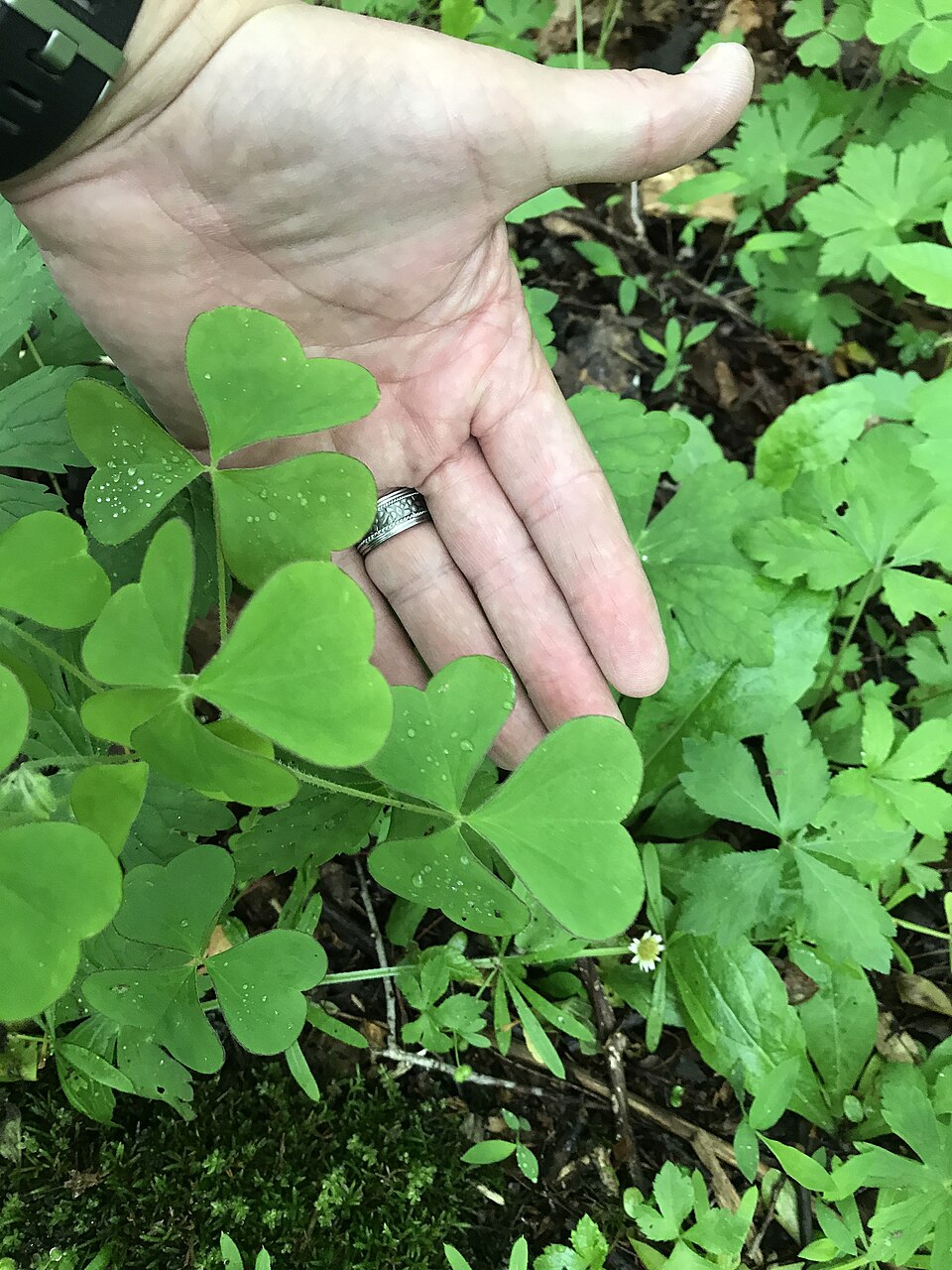 Xanthoxalis grandis (Great yellow woodsorrel) — photo