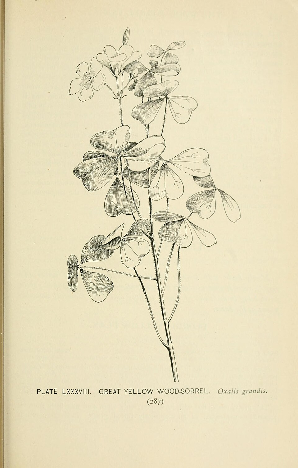 Xanthoxalis grandis