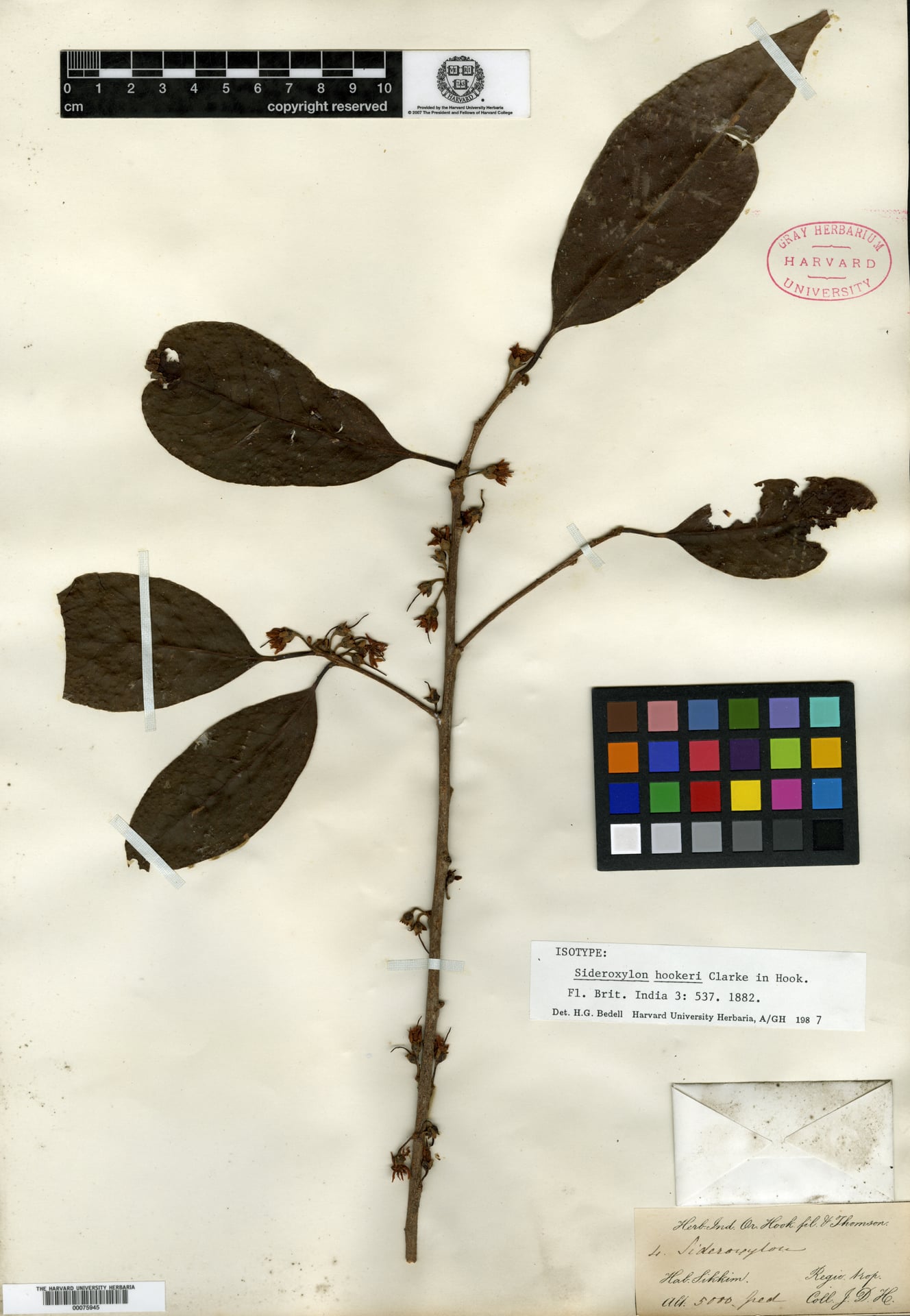 Xantolis hookeri