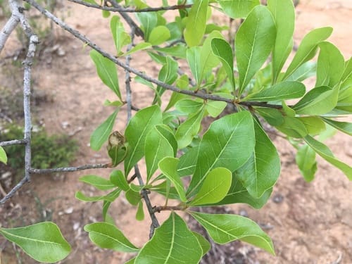 Xantolis siamensis (Fern tree) — photo