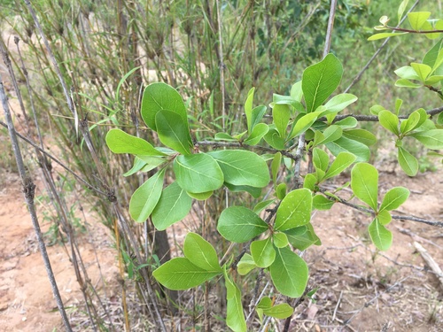 Xantolis siamensis