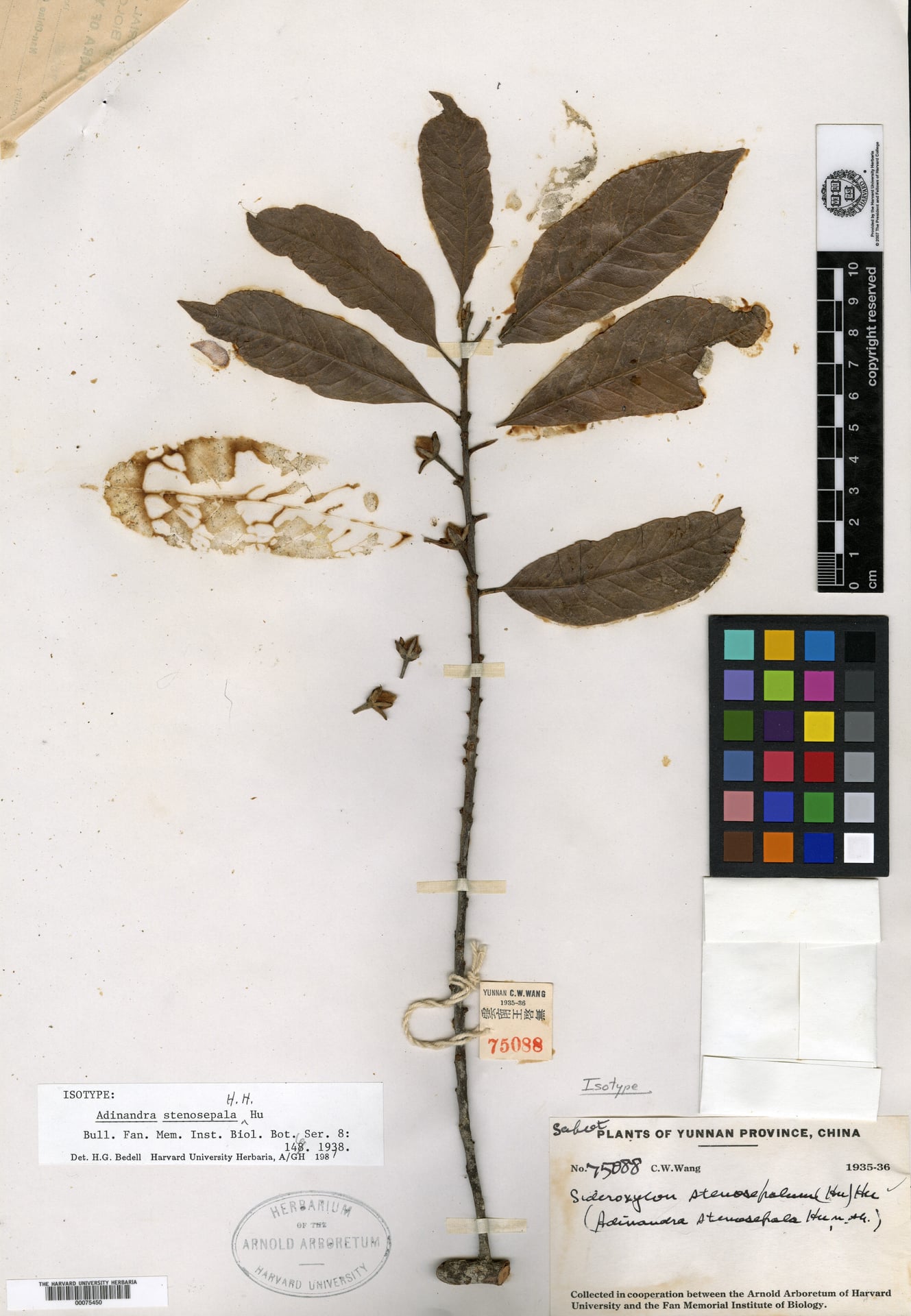 Xantolis stenosepala