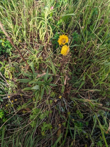 Xerochrysum bracteatum (Golden everlasting daisy) — photo