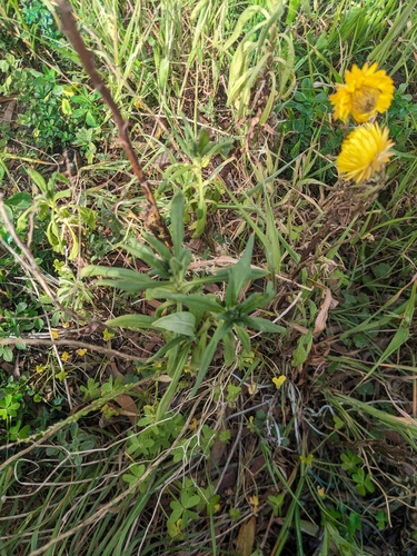 Xerochrysum bracteatum (Golden everlasting daisy) — photo