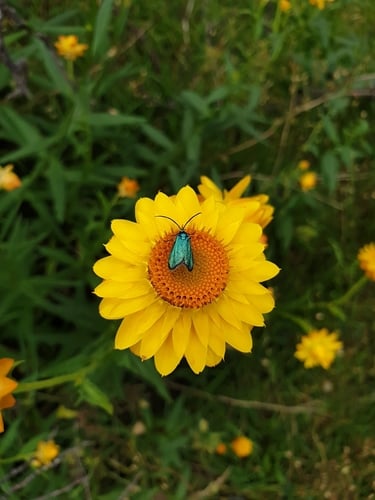 Xerochrysum bracteatum