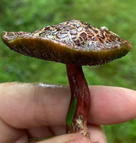 Xerocomellus chrysenteron (Red-cracked boletus) — photo